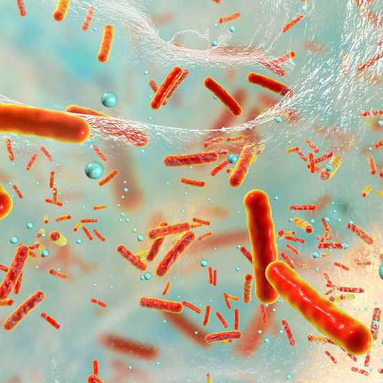 Стафилококк - какая бактерия и как она лечится